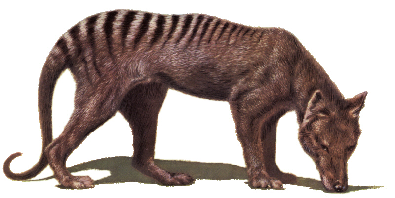 Beutelwolf Beutelwolf