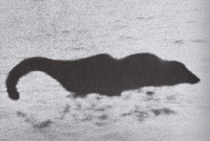 Morgawr (Foto: Mary F., Februar 1976)