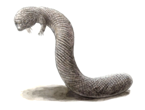 Tatzelwurm