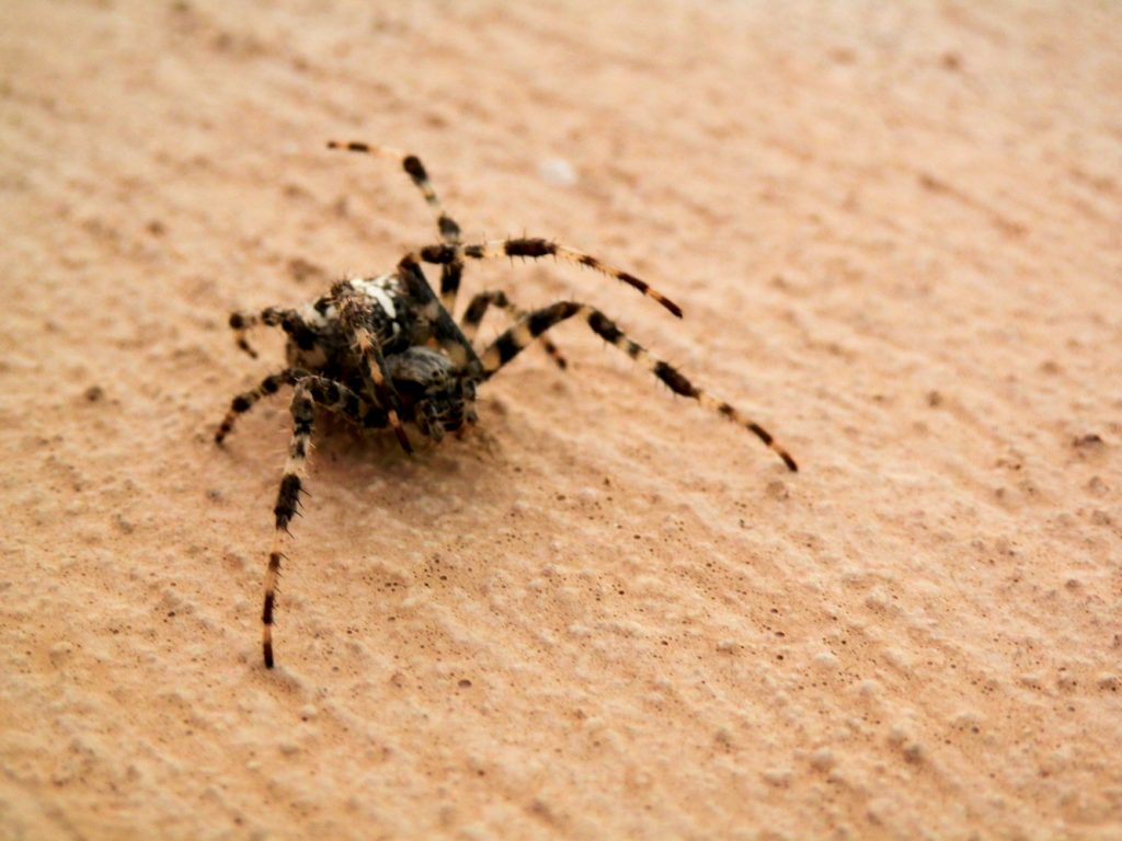 Araneus diadematus