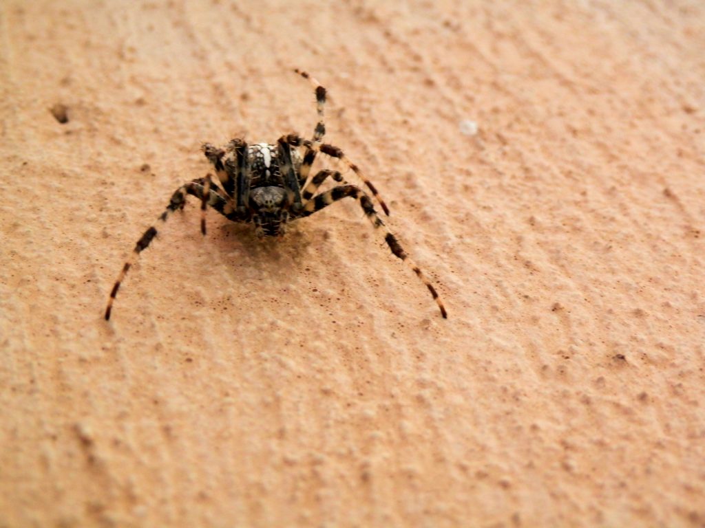 Große Gartenkreuzspinne (Araneus diadematus)