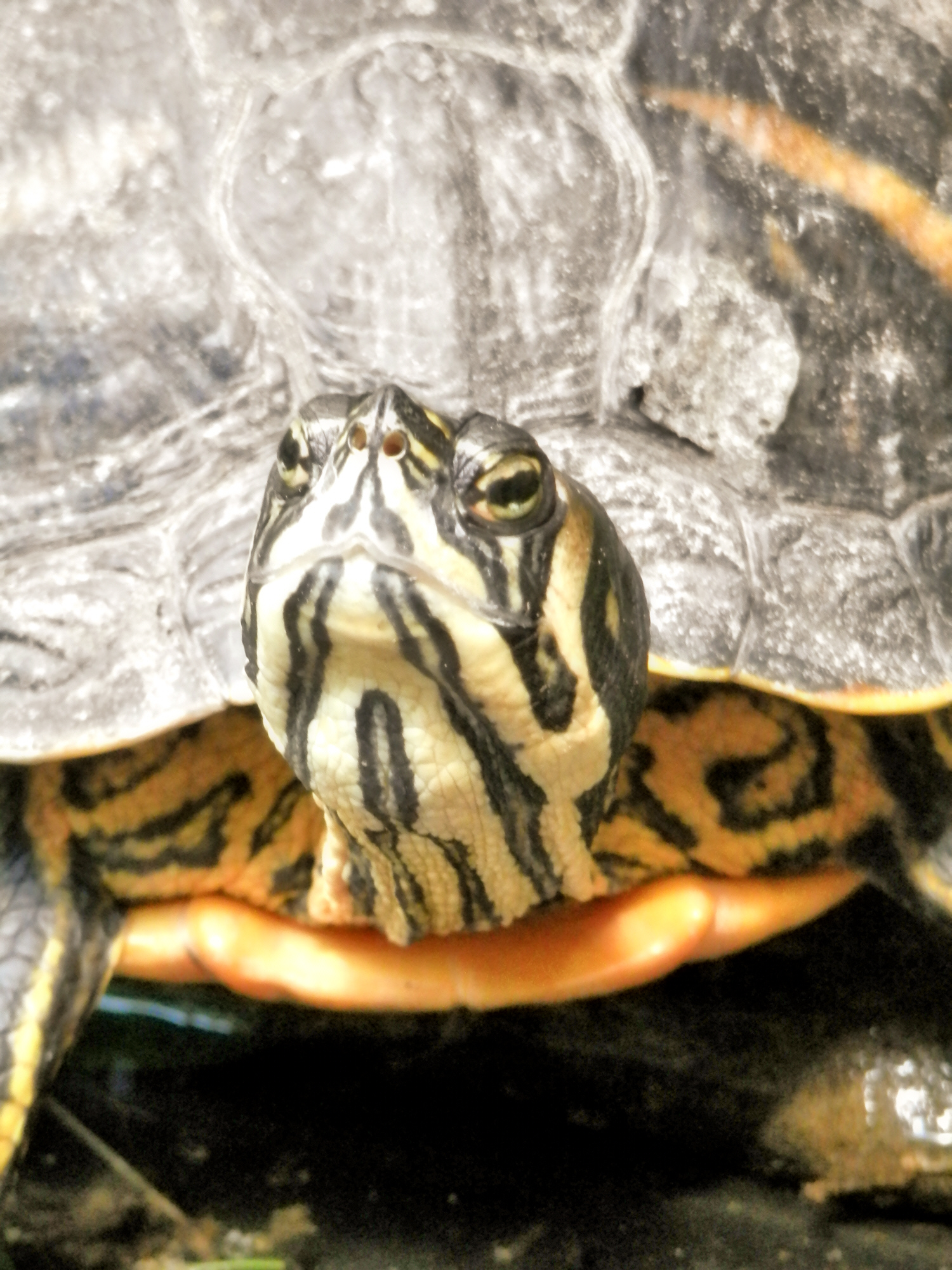 Gelbwangenschildkröte  (Foto: Michael Schneider)