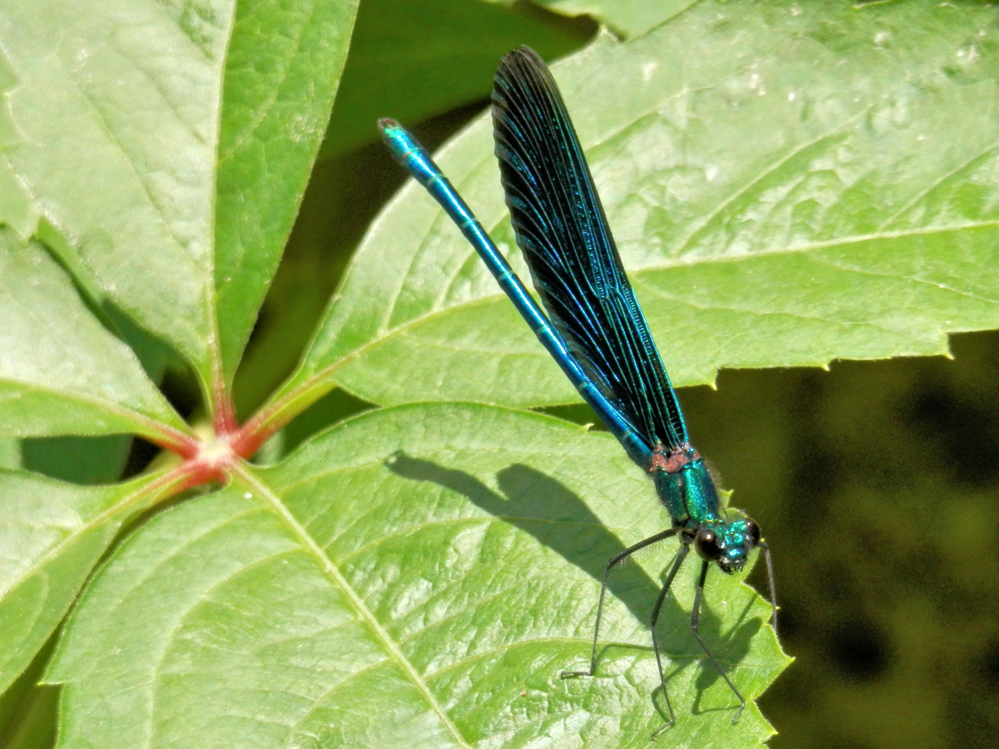 Blauflügel Prachtlibelle  (Foto: Michael Schneider)