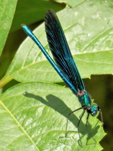 Blauflügel-Prachtlibelle (Calopteryx virgo)