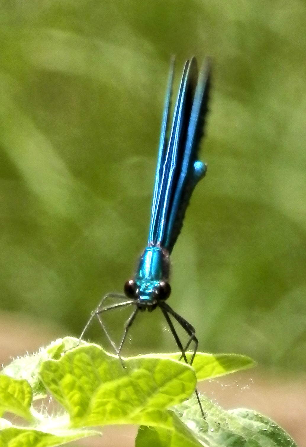 Blauflügel-Prachtlibelle (Calopteryx virgo)