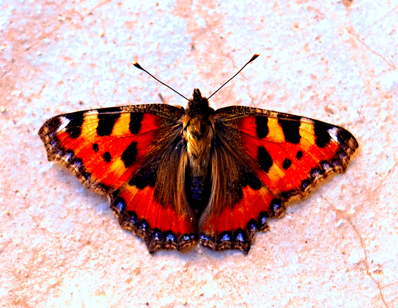 Kleiner Fuchs  (Schmetterling)