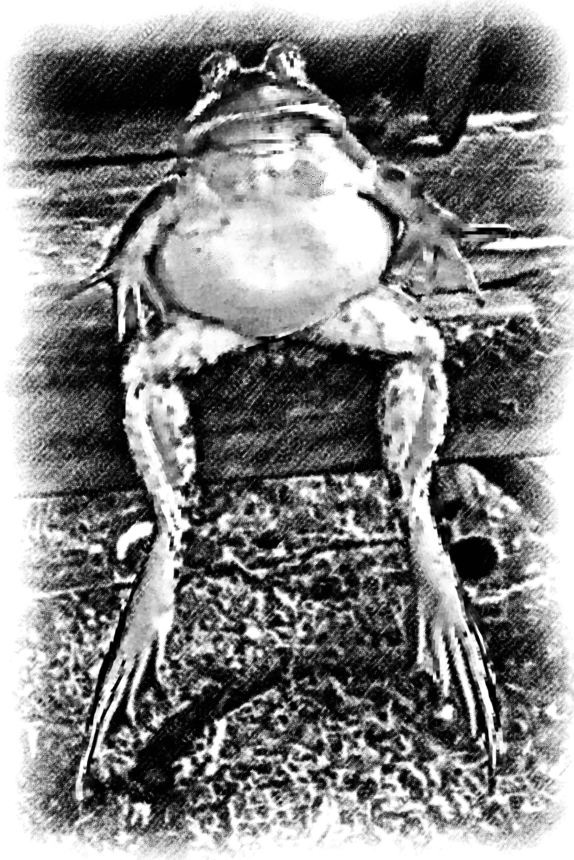 Frogman  (Artwork: Michael Schneider)