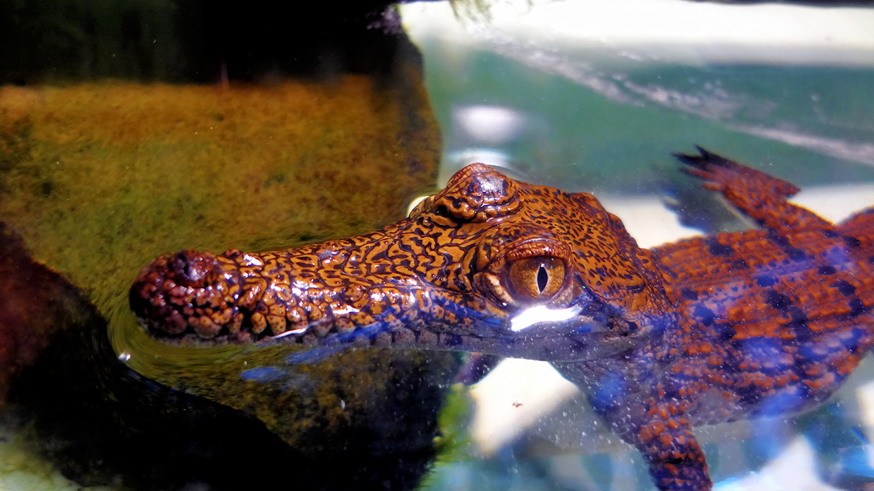 Australisches Süßwasserkrokodil