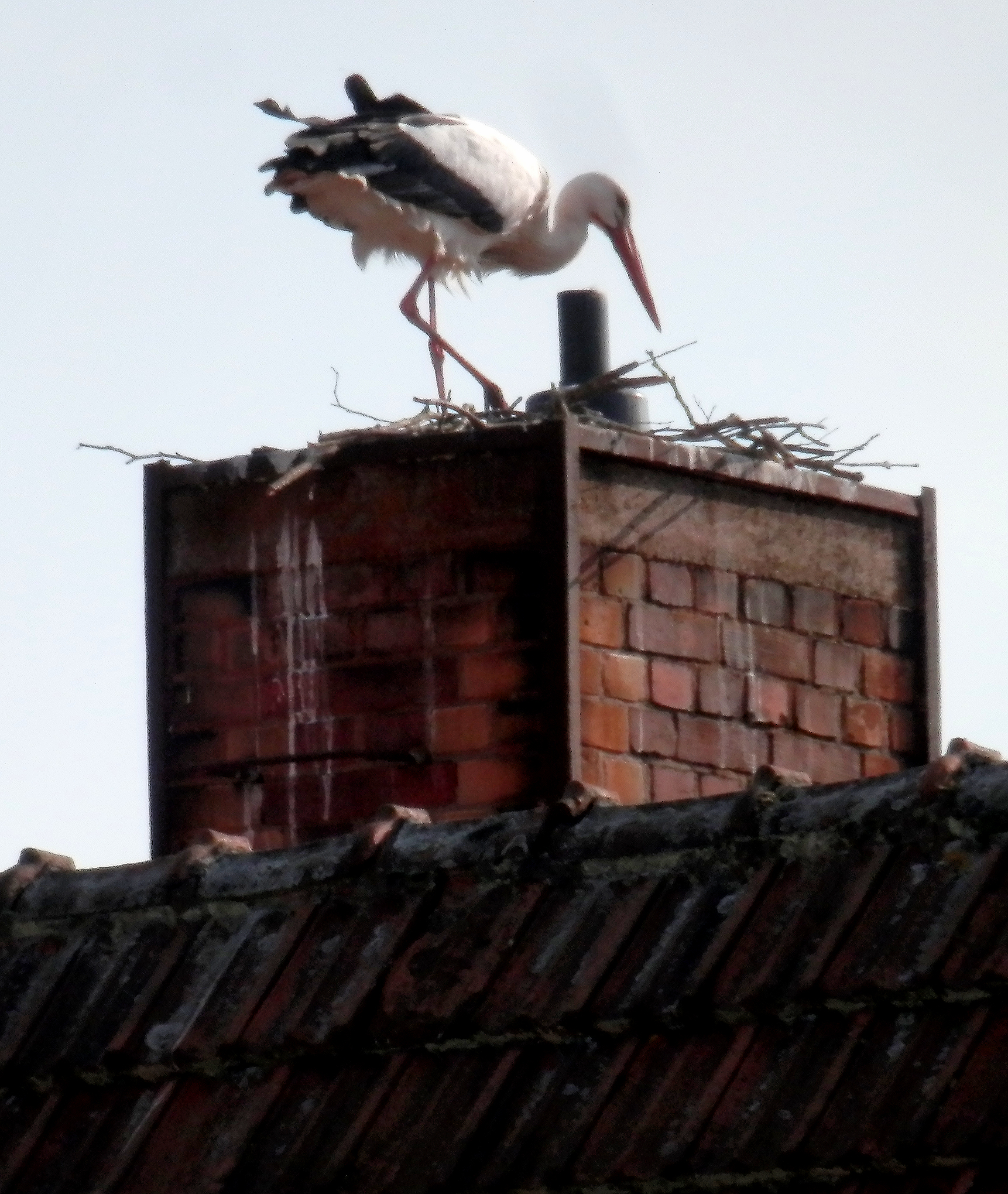 Störche am Obertor in Wasungen