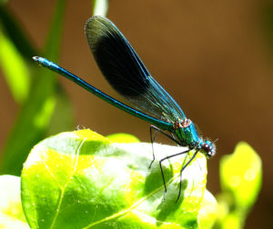 Blauflügel-Prachtlibelle (Calopteryx virgo)