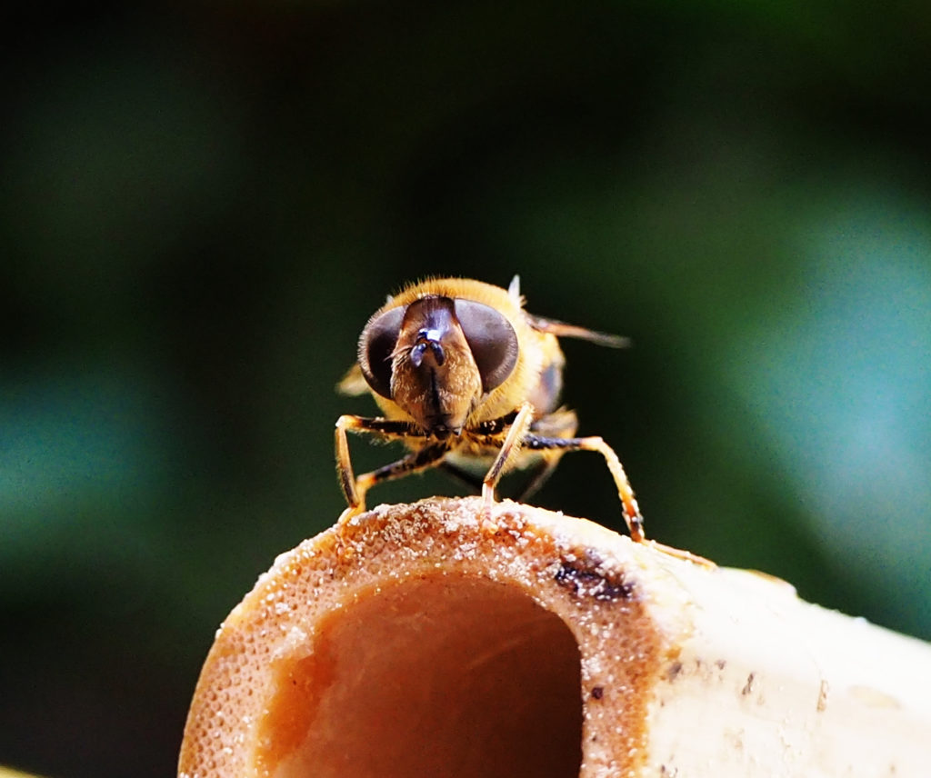 Naturfotografie