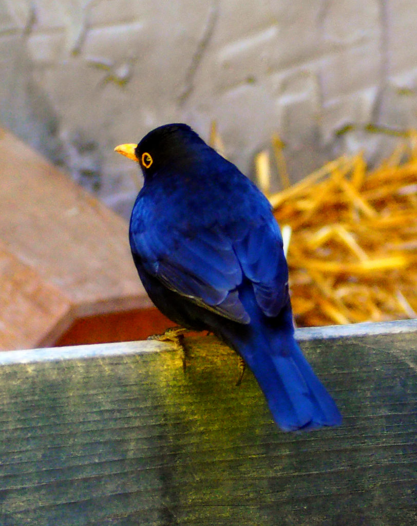 Amsel im Sonnenlicht