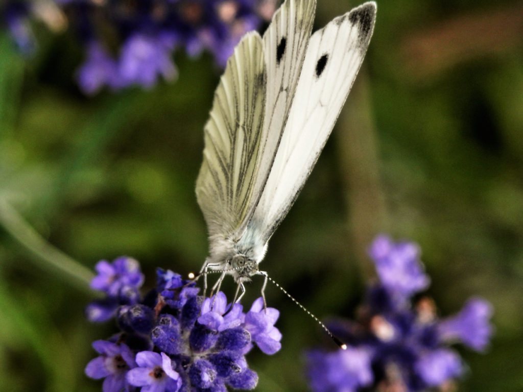 Kleiner Kohlweißling