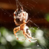 Gartenkreuzspinne (Araneus diadematus)