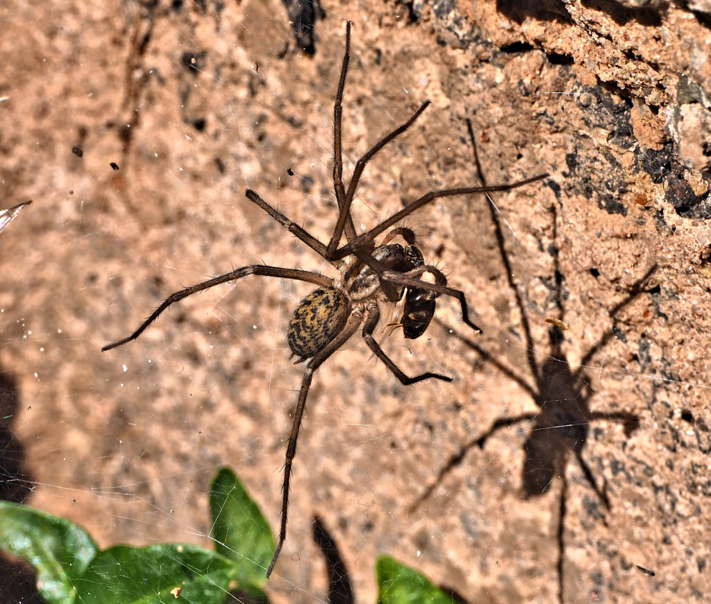 Winkelspinne mit Beute