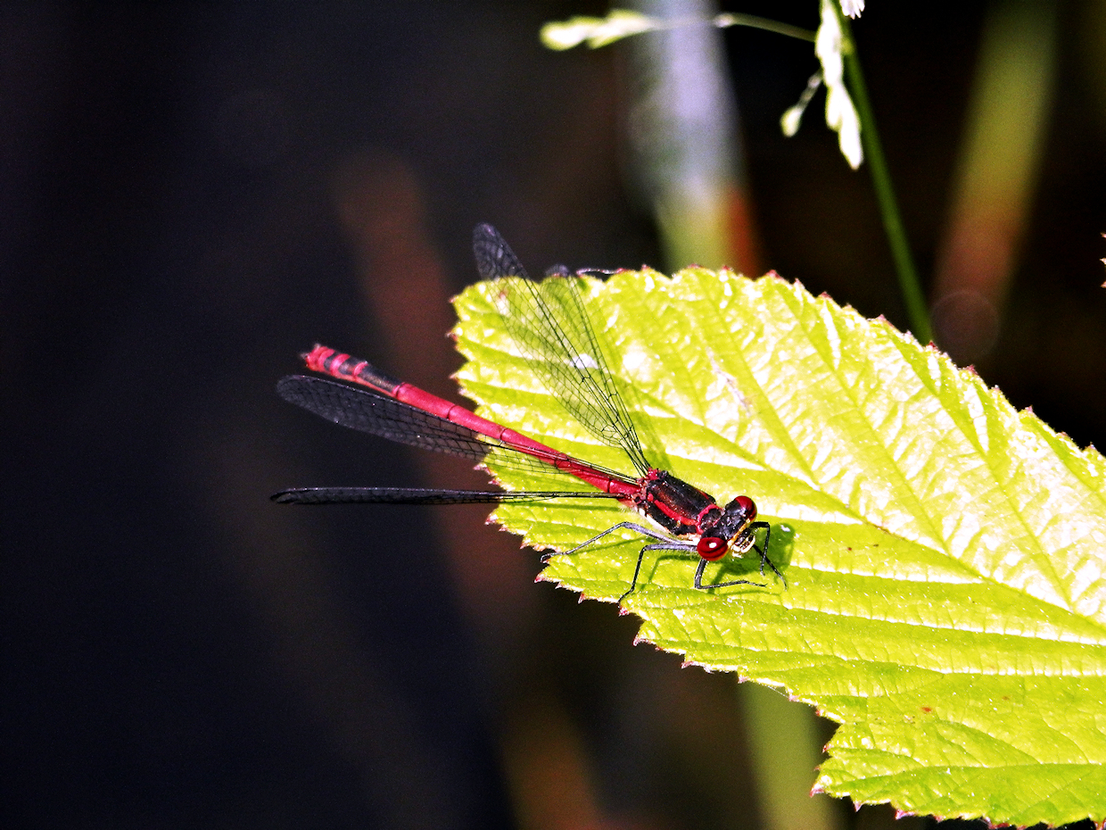 Blutrote Heidelibelle