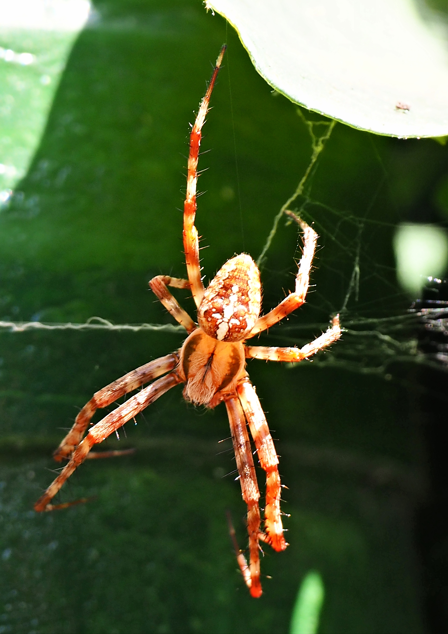 Gartenkreuzspinne