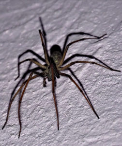 Winkelspinne (Tegenaria atrica)