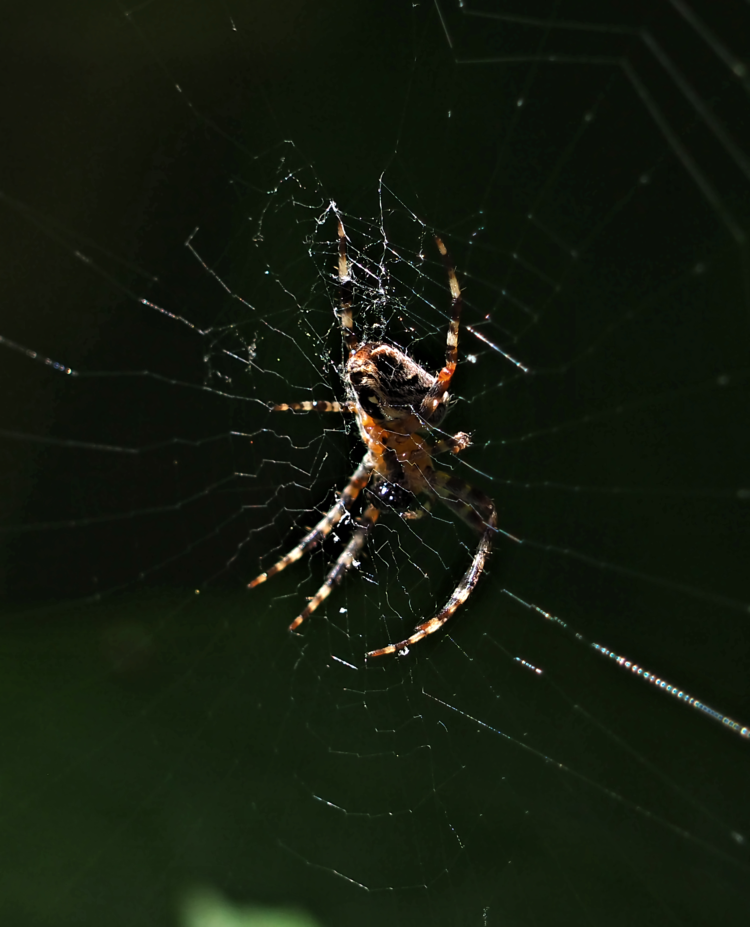 Gartenkreuzspinne im Netz