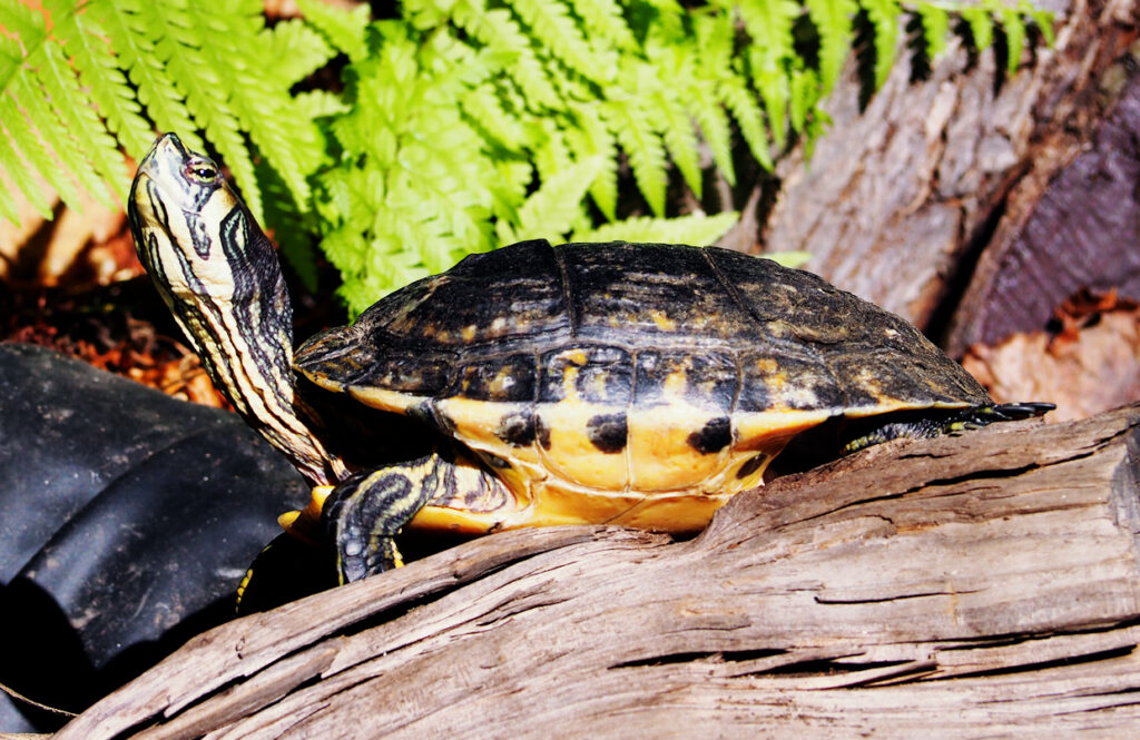 Gelbbauch-Schmuckschildkröte (Trachemys scripta scripta)