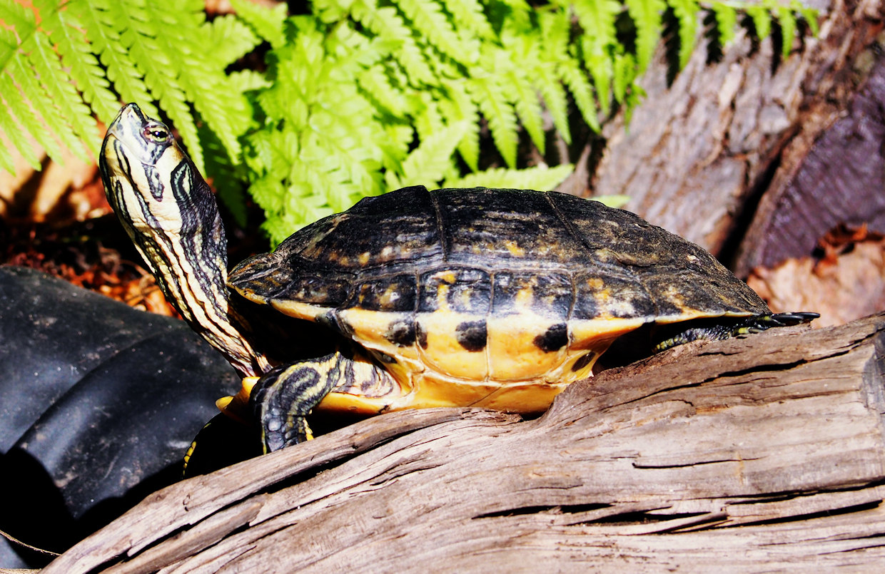 Gelbwangen-Schmuckschildkröte