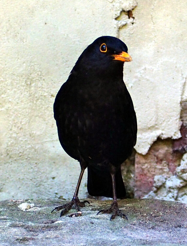 Männliche Amsel