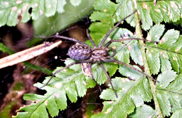 Winkelspinne (Tegenaria)