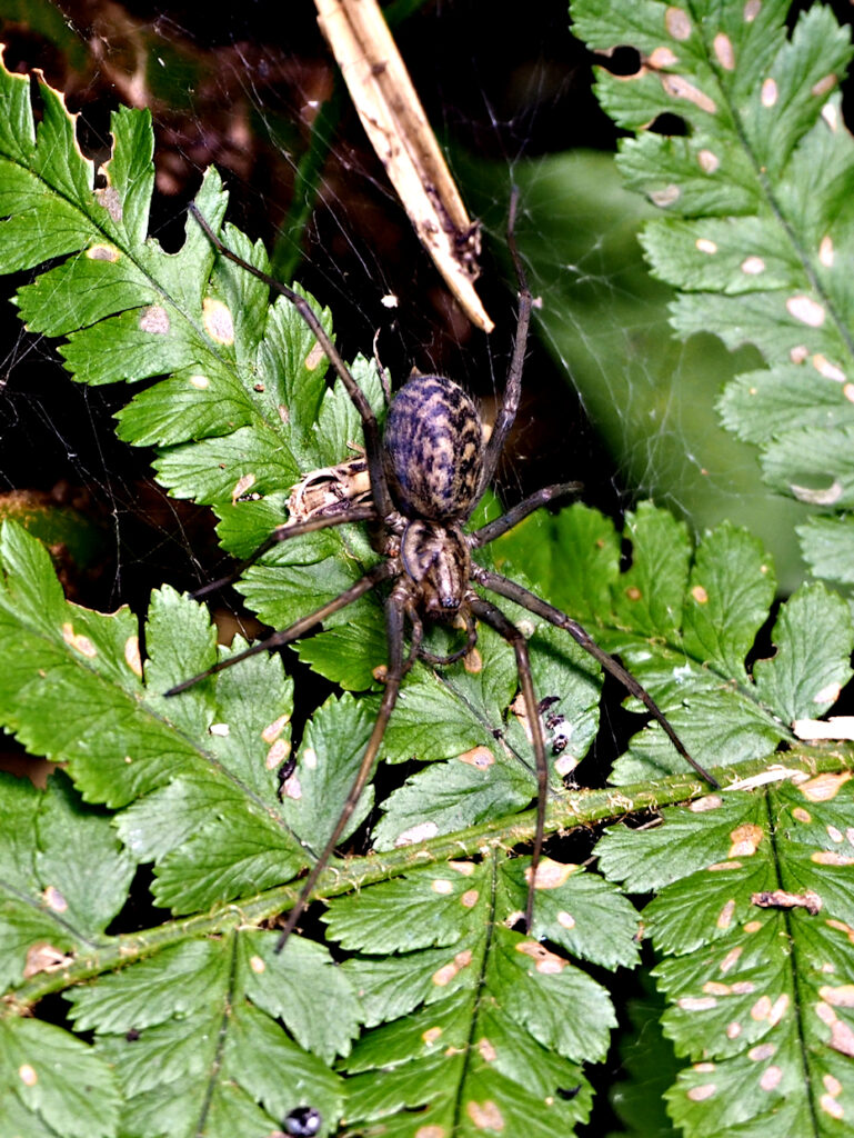 Winkelspinne (Tegenaria)