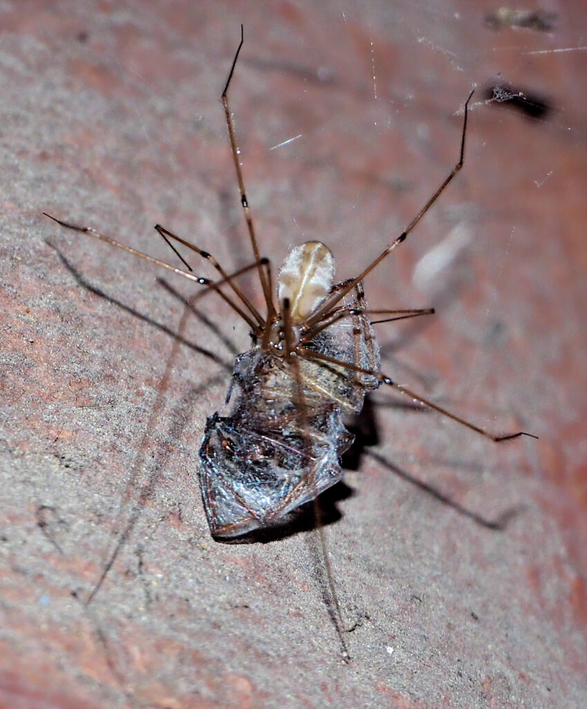 Tragisches Ende einer Winkelspinne