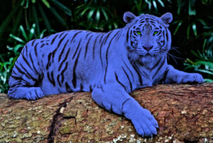 Blauer Tiger