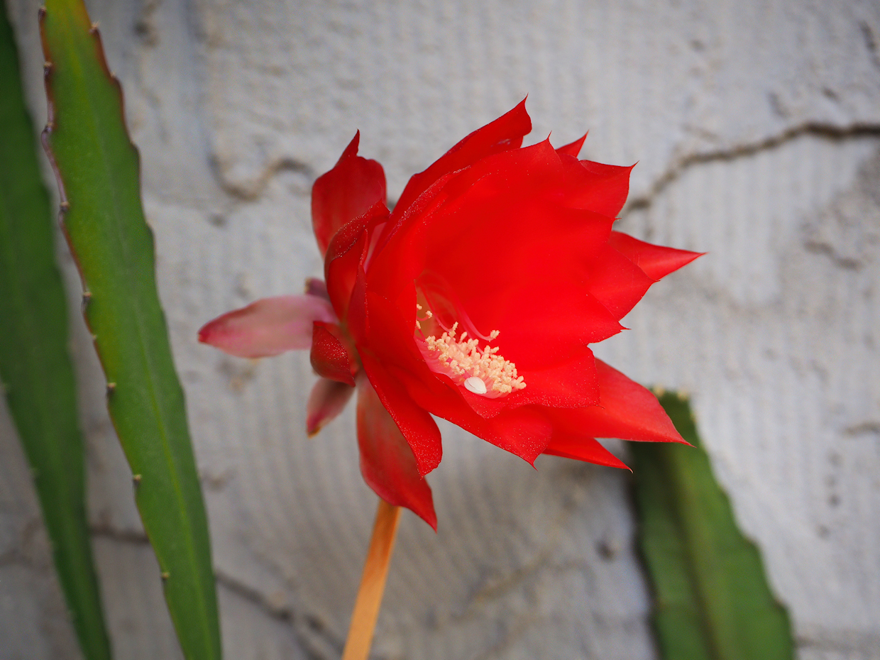Kaktusblüte: Deutsche Kaiserin