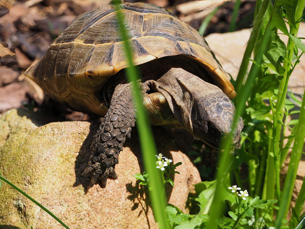 Maurische Landschildkröte