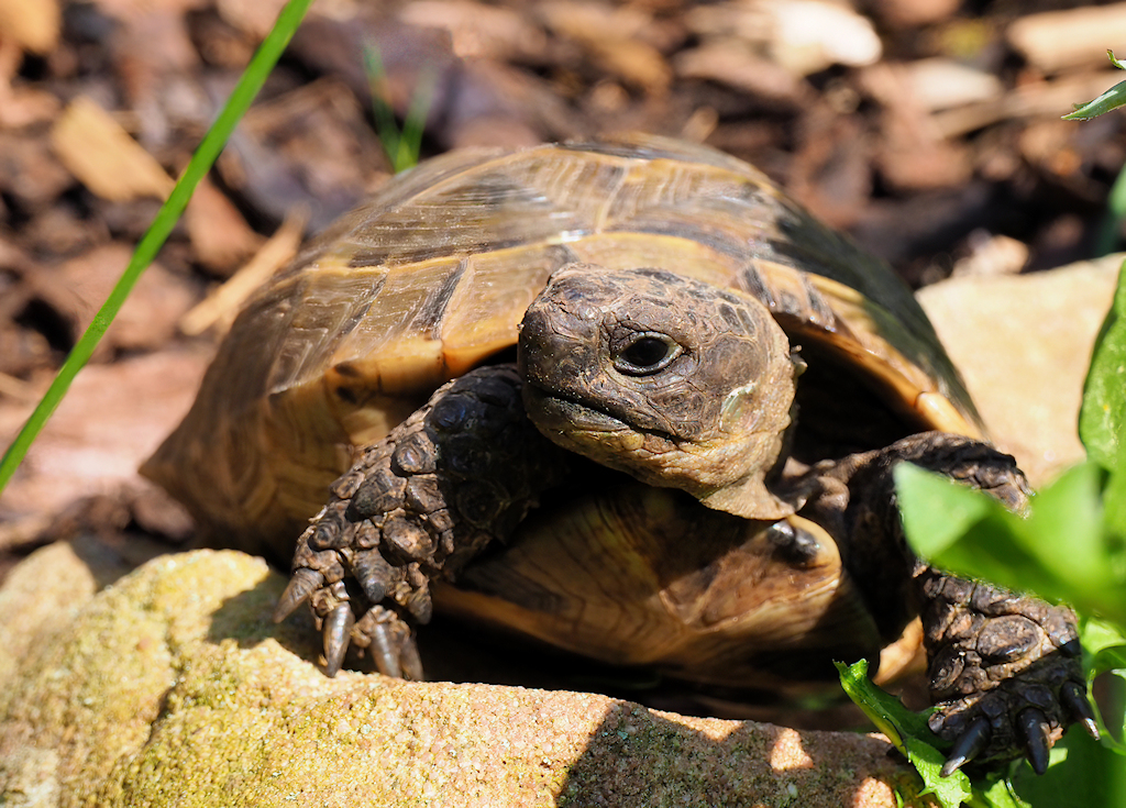 Tierfotografie: Maurische Landschildkröte