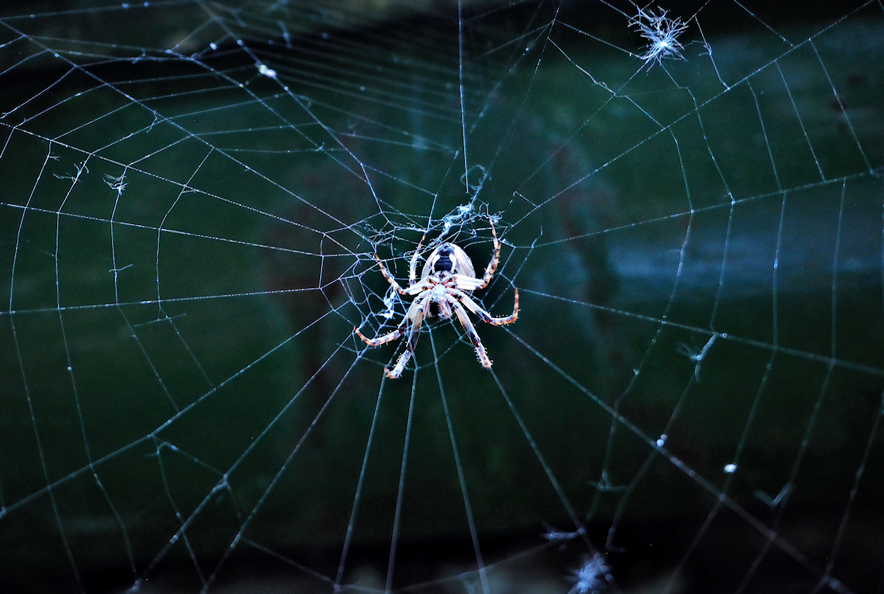 Gartenkreuzspinne im Netz