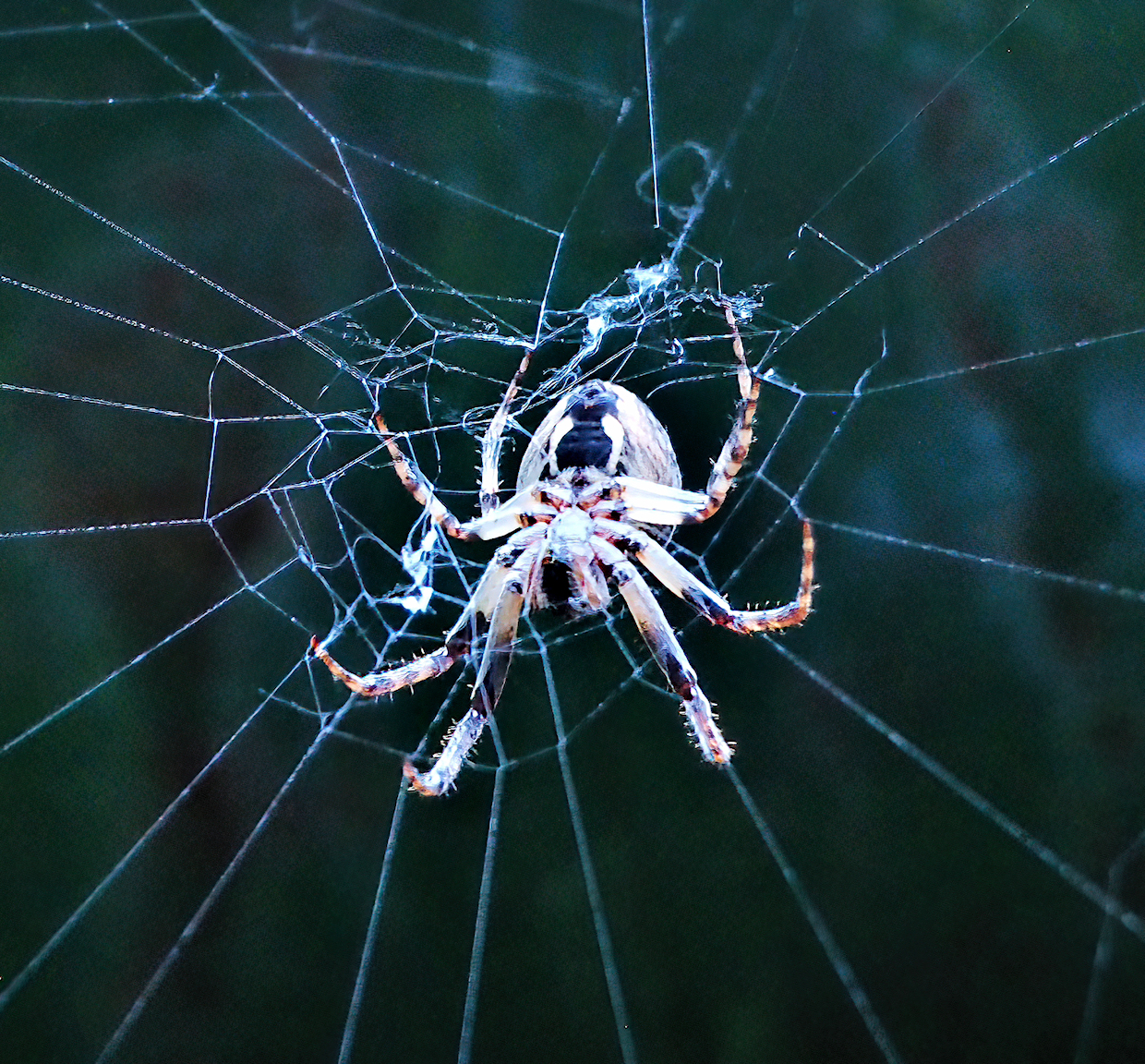 Gartenkreuzspinne im Netz