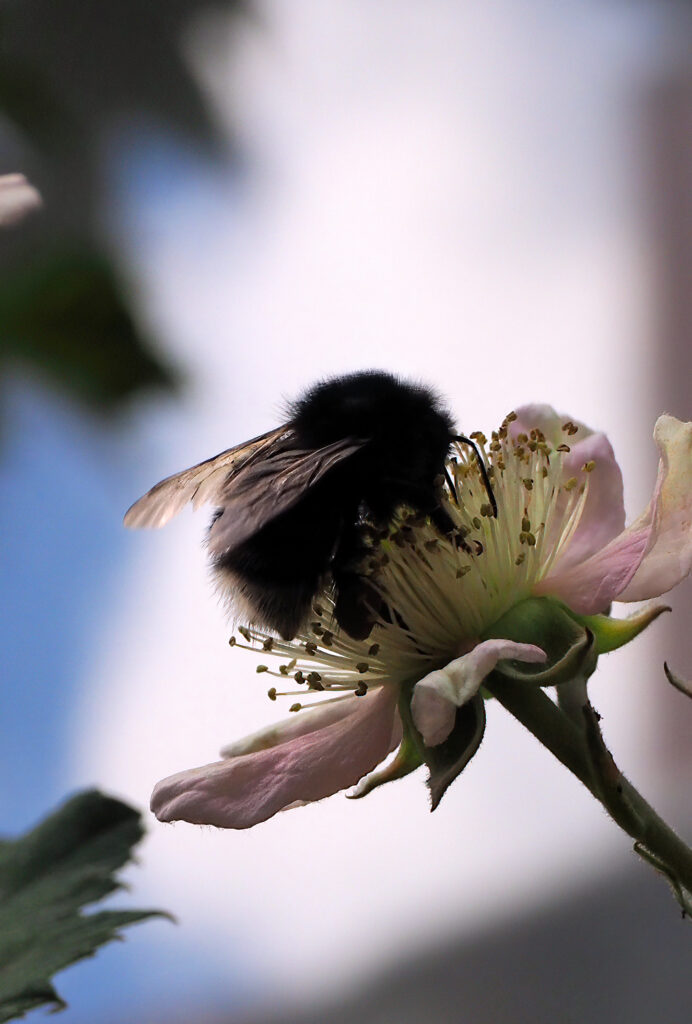 Schwarze Hummel