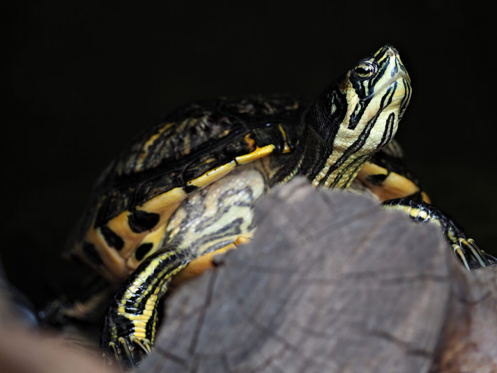 Gelbbauch Schmuckschildkröte