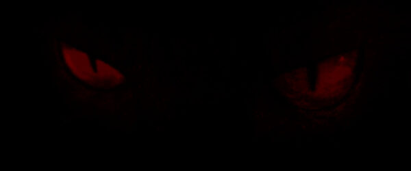 Augen in der Dunkelheit
