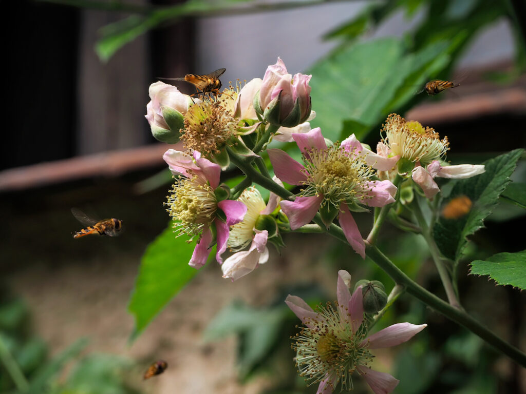 Besucher an Brombeerblüte