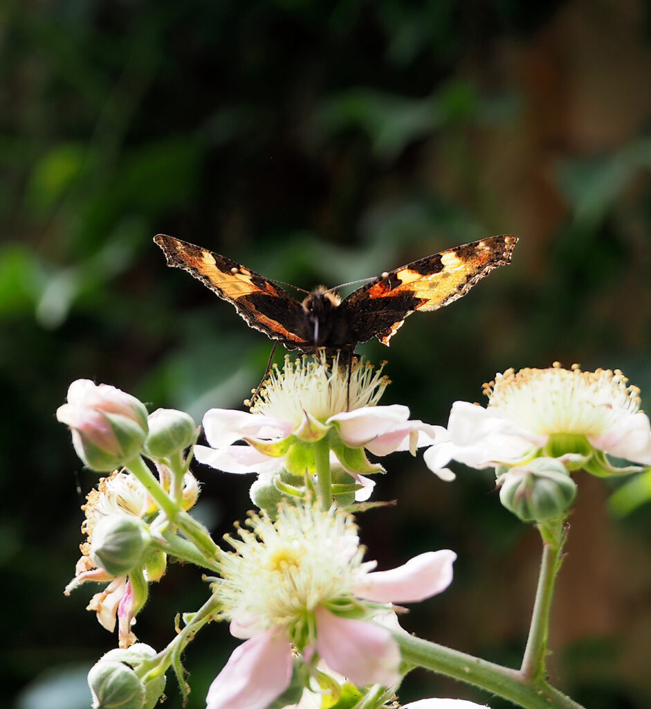 Schmetterling auf Brombeerblüte