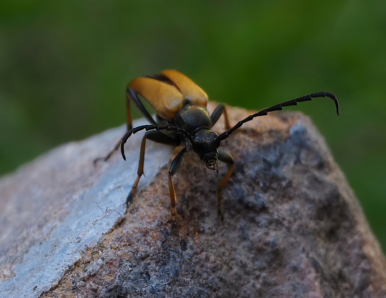 Schwarzspitziger Halsbockkäfer