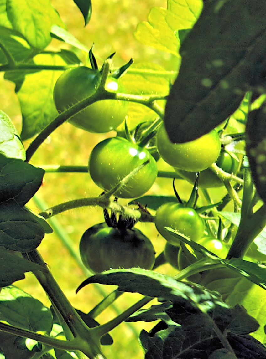 Green Tomatoes