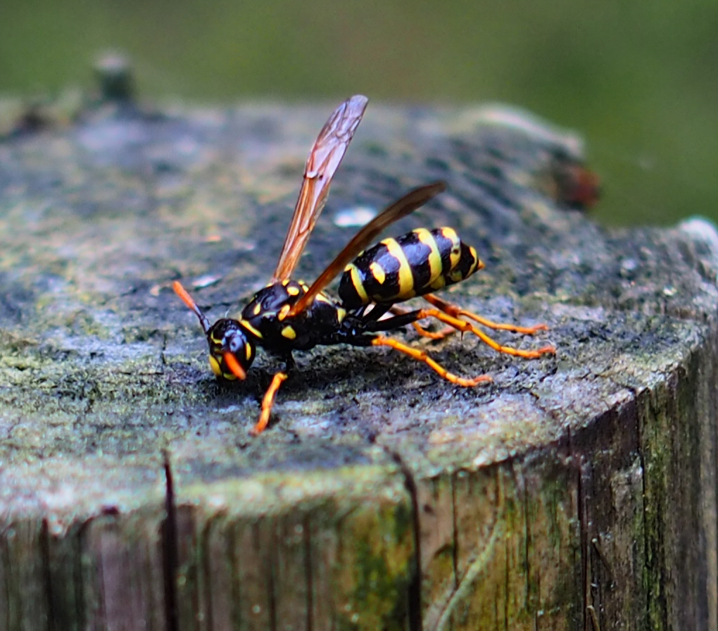 Gallische Feldwespe (Polistes dominula)