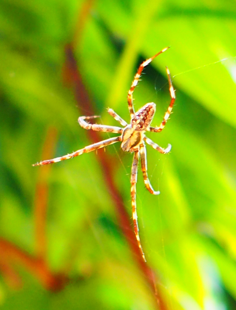 Gartenkreuzspinne