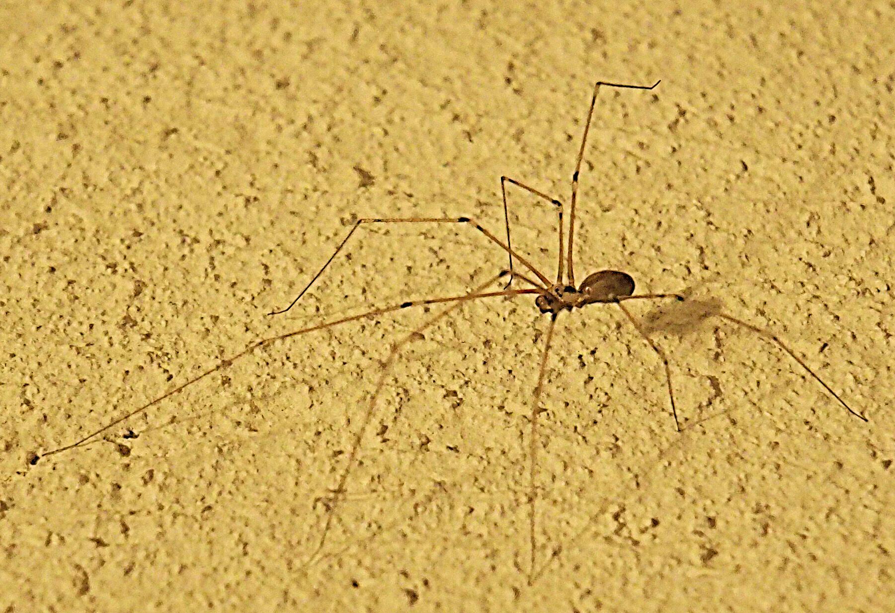 Große Zitterspinne (Pholcus phalangioides)